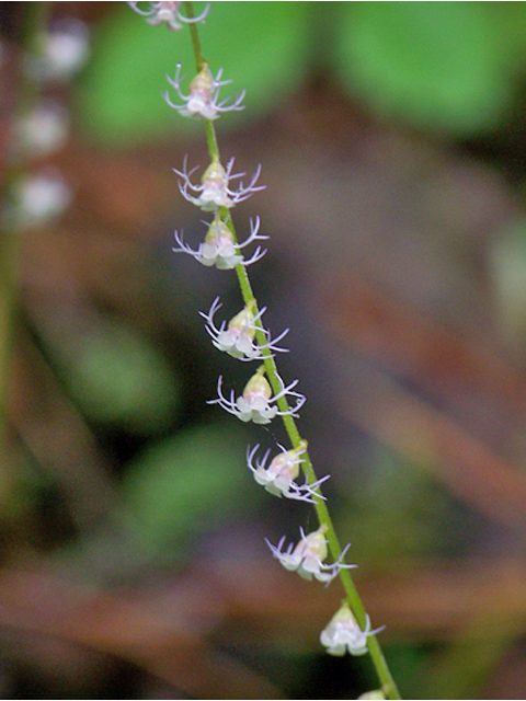 Mitella stauropetala (Smallflower miterwort) #34425