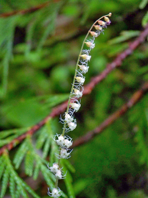 Mitella stauropetala (Smallflower miterwort) #34426