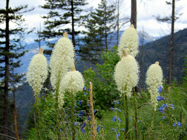 Xerophyllum tenax (Common beargrass) #34431