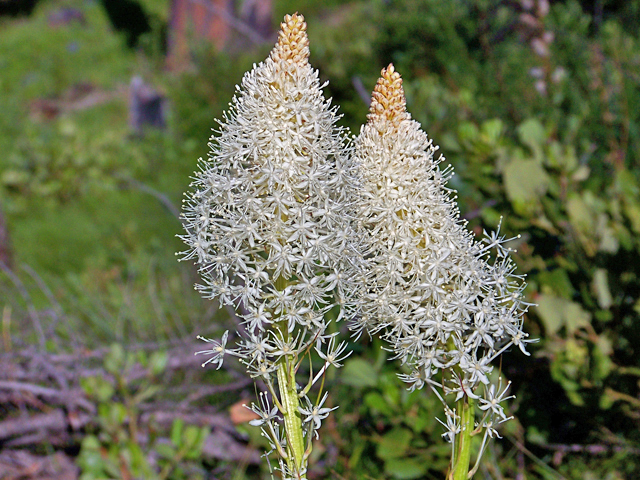 Xerophyllum tenax (Common beargrass) #34458