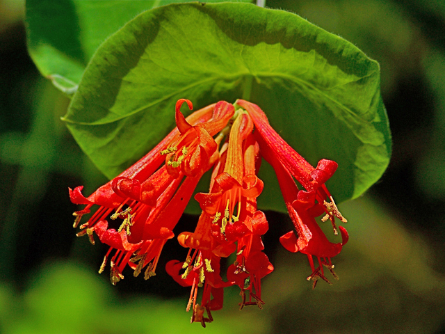 Lonicera ciliosa (Orange honeysuckle) #34461