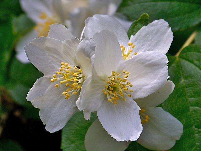 Philadelphus lewisii (Lewis' mock orange) #34474