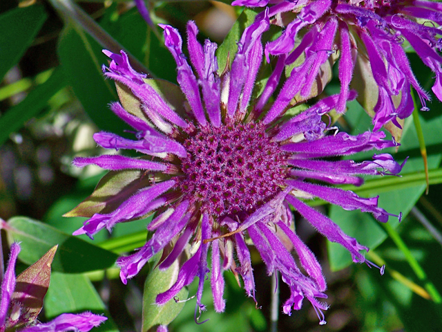 Monarda fistulosa (Wild bergamot) #34484