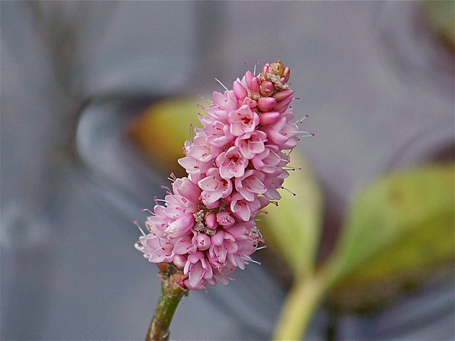 Polygonum amphibium var. stipulaceum (Water smartweed) #34498