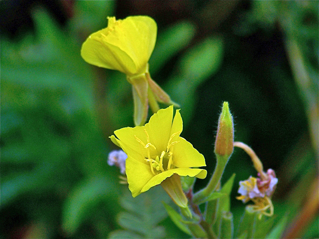 Oenothera villosa (Hairy evening primrose) #34506