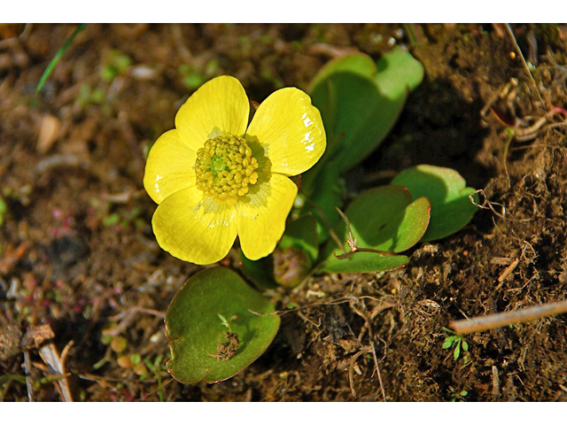 Ranunculus glaberrimus (Sagebrush buttercup) #34521