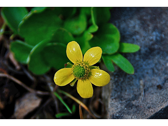 Ranunculus glaberrimus (Sagebrush buttercup) #34522