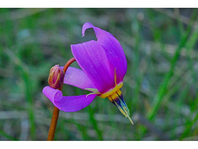 Dodecatheon pulchellum (Darkthroat shooting star) #34535