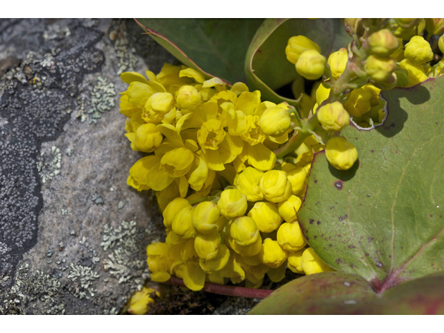 Mahonia aquifolium (Holly-leaved barberry) #34556