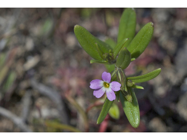 Microsteris gracilis var. gracilis (Slender phlox) #34561