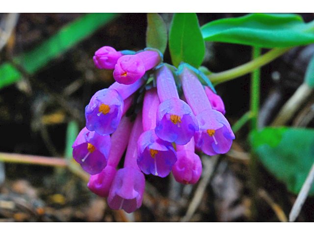 Mertensia longiflora (Small bluebells) #34564