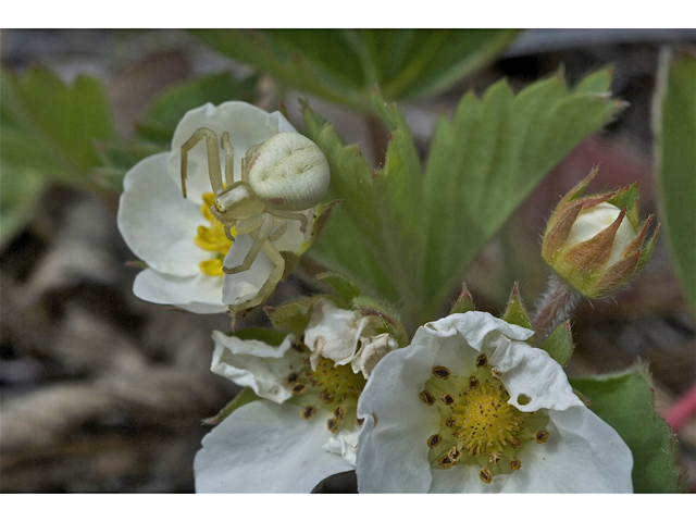 Fragaria virginiana (Virginia strawberry) #34586