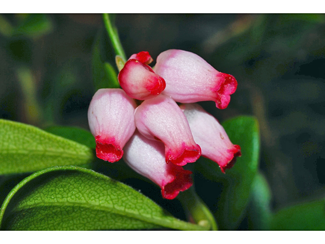 Arctostaphylos uva-ursi (Kinnikinnick) #34613