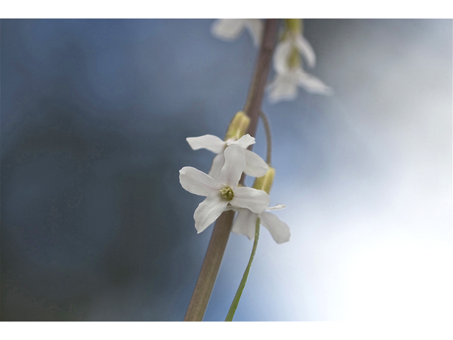 Arabis holboellii (Holboell's rockcress) #34625