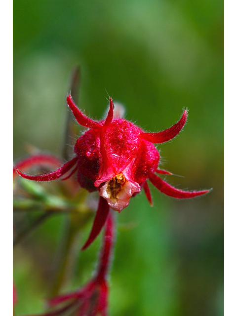 Geum triflorum (Old man's whiskers) #34669