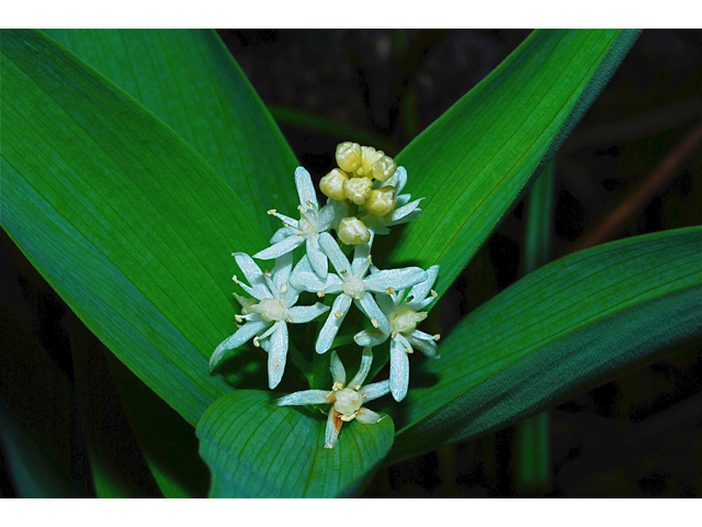 Maianthemum stellatum (Starry false lily of the valley) #34674