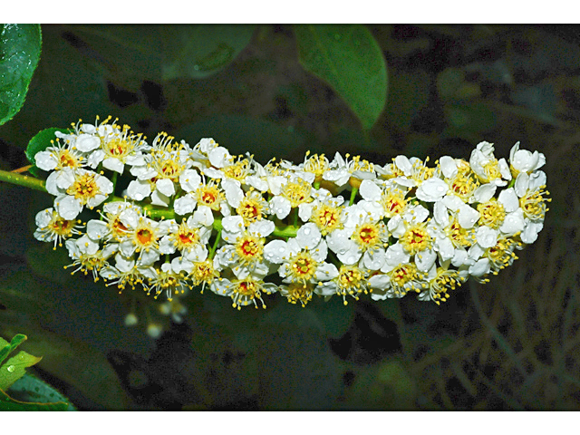 Prunus virginiana var. melanocarpa (Black chokecherry) #34707