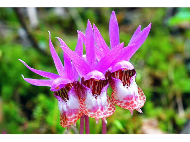 Calypso bulbosa var. occidentalis (Western fairy-slipper) #34733