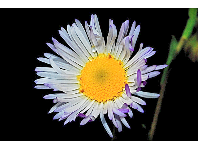 Erigeron compositus (Cutleaf daisy) #34736