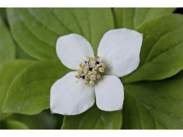 Cornus canadensis (Bunchberry dogwood) #34746