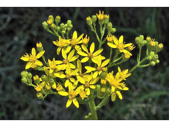 Packera cana (Woolly groundsel) #34755