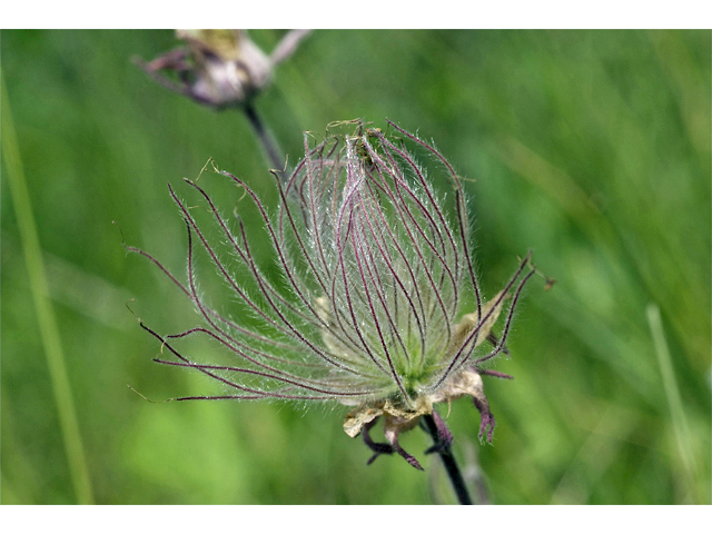 Geum triflorum (Old man's whiskers) #34758