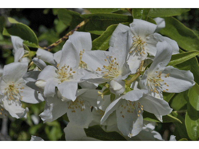 Philadelphus lewisii (Lewis' mock orange) #34762