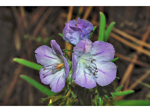 Phacelia linearis (Threadleaf phacelia) #34764