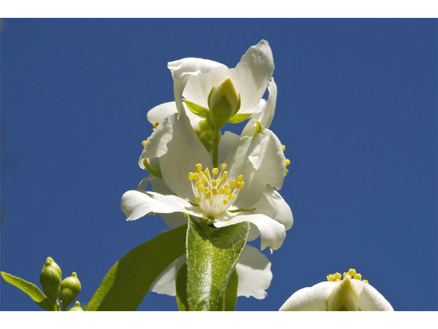 Philadelphus lewisii (Lewis' mock orange) #34766