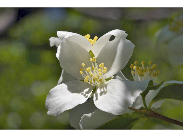 Philadelphus lewisii (Lewis' mock orange) #34767