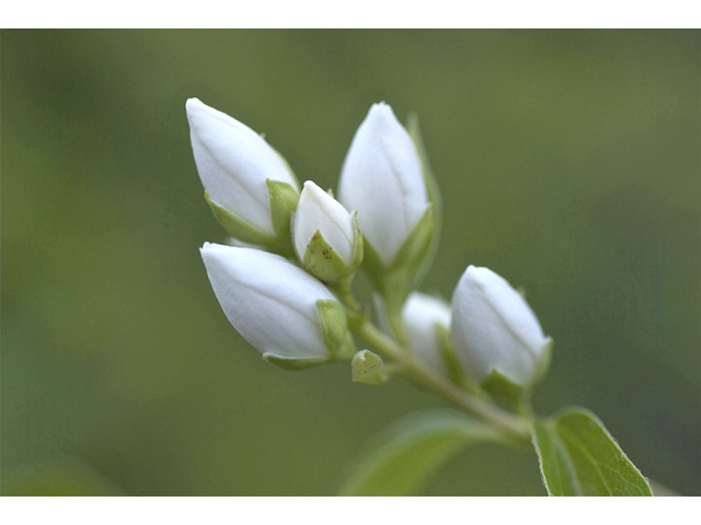 Philadelphus lewisii (Lewis' mock orange) #34774