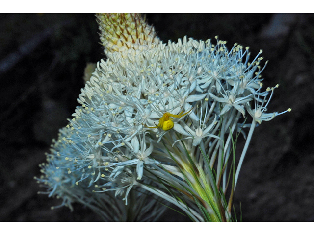 Xerophyllum tenax (Common beargrass) #34812