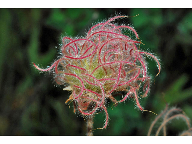 Geum triflorum (Old man's whiskers) #34822