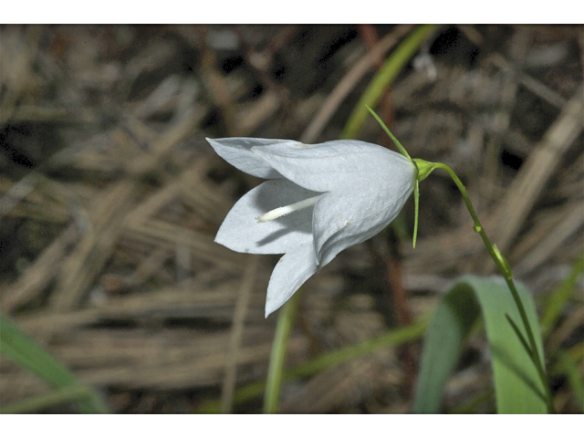 Campanula rotundifolia (Bluebell bellflower) #34829