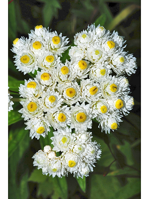 Anaphalis margaritacea (Western pearly everlasting) #34909