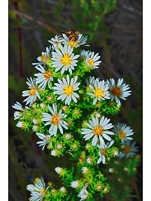 Symphyotrichum ericoides (White heath aster) #34915