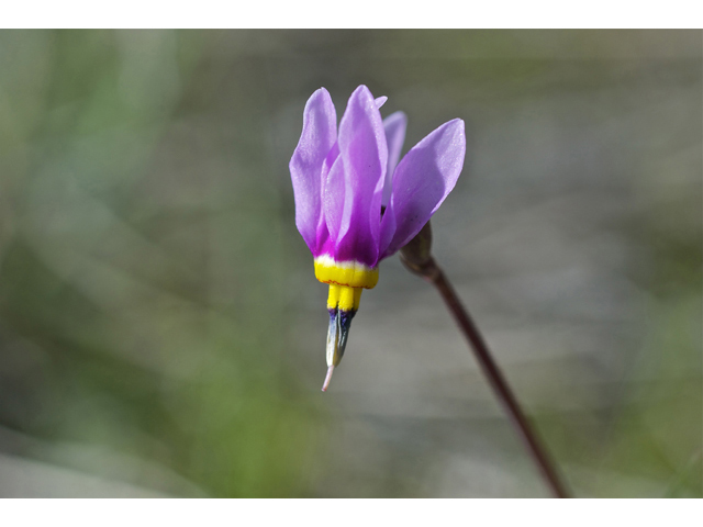 Dodecatheon pulchellum (Darkthroat shooting star) #34936