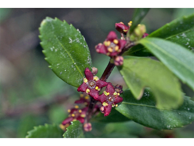 Paxistima myrsinites (Oregon boxleaf) #34959