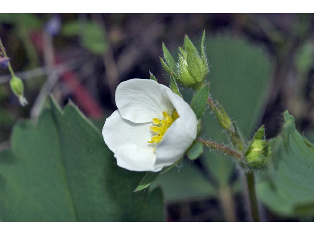 Fragaria virginiana (Virginia strawberry) #34967