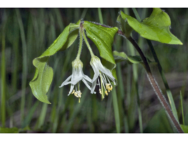 Prosartes hookeri (Drops-of-gold) #34984