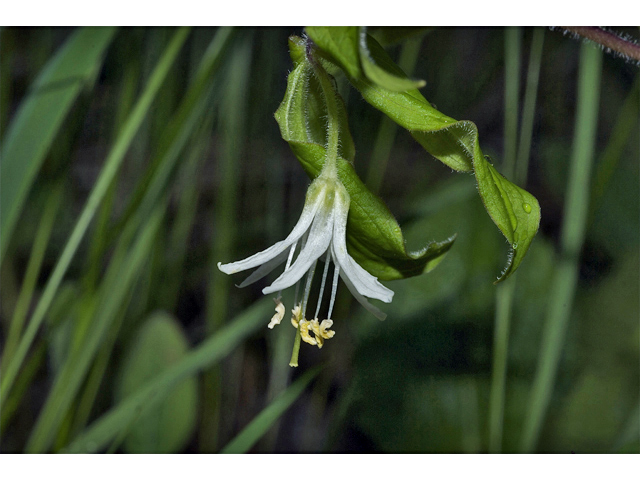 Prosartes hookeri (Drops-of-gold) #34985