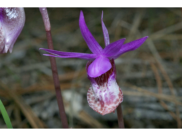 Calypso bulbosa var. occidentalis (Western fairy-slipper) #34991