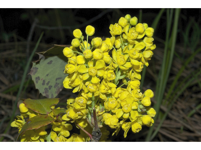 Mahonia aquifolium (Holly-leaved barberry) #34994