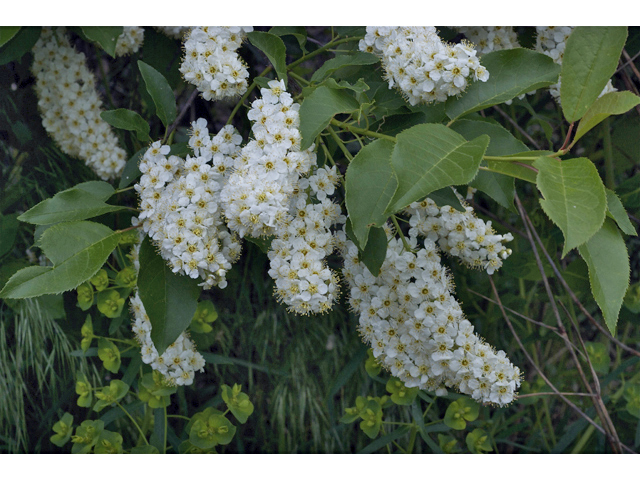 Prunus virginiana var. melanocarpa (Black chokecherry) #35005