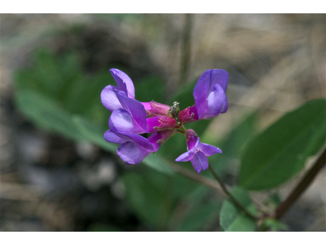 Vicia americana (American vetch) #35006