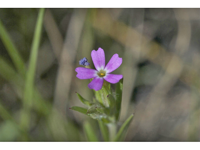 Microsteris gracilis var. gracilis (Slender phlox) #35010