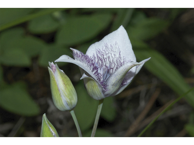 Calochortus elegans (Elegant mariposa lily) #35052