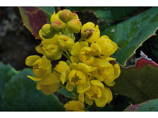 Mahonia aquifolium (Holly-leaved barberry) #35086