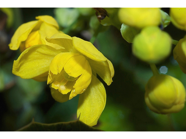 Mahonia aquifolium (Holly-leaved barberry) #35087