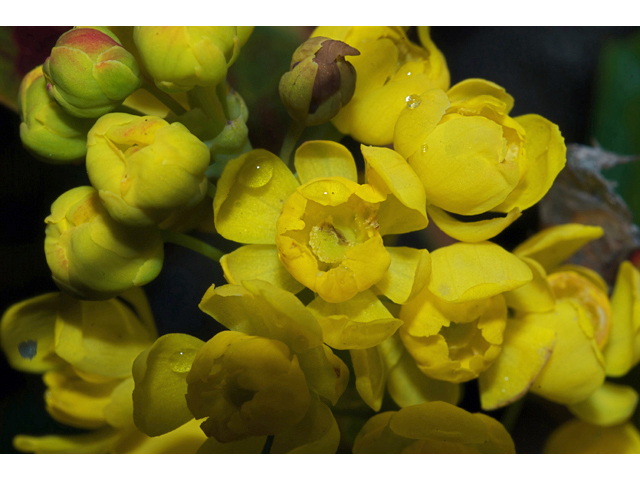 Mahonia aquifolium (Holly-leaved barberry) #35088